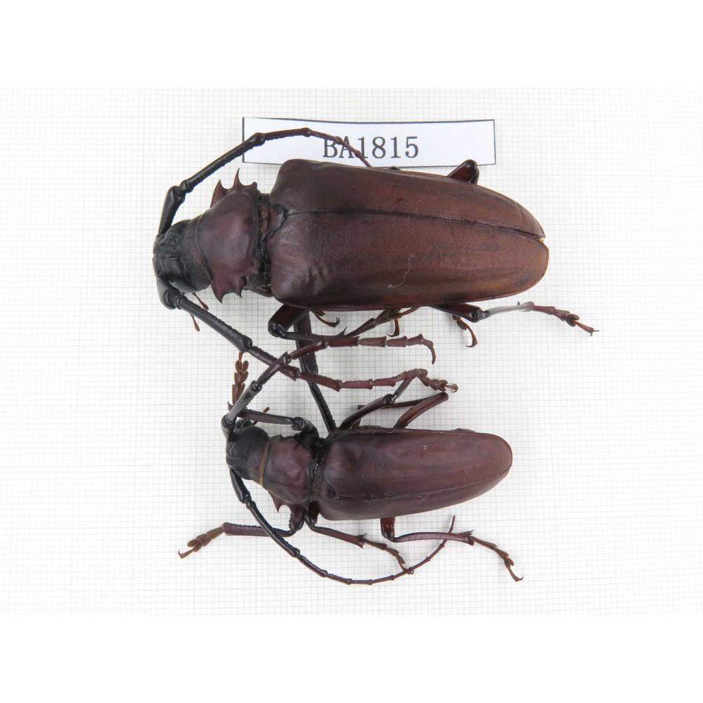 Cerambycidae sp. China, Yunnan, Yuxi, Xinping county. 2Pcs. BA1815.