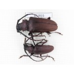 Cerambycidae sp. China, Yunnan, Yuxi, Xinping county. 2Pcs. BA1815.