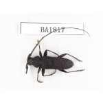 Cerambycidae sp. China, Yunnan, Yuxi, Xinping county. 1Pcs. BA1817.