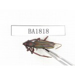 Cerambycidae sp. China, Yunnan, Yuxi, Xinping county. 1Pcs. BA1818.
