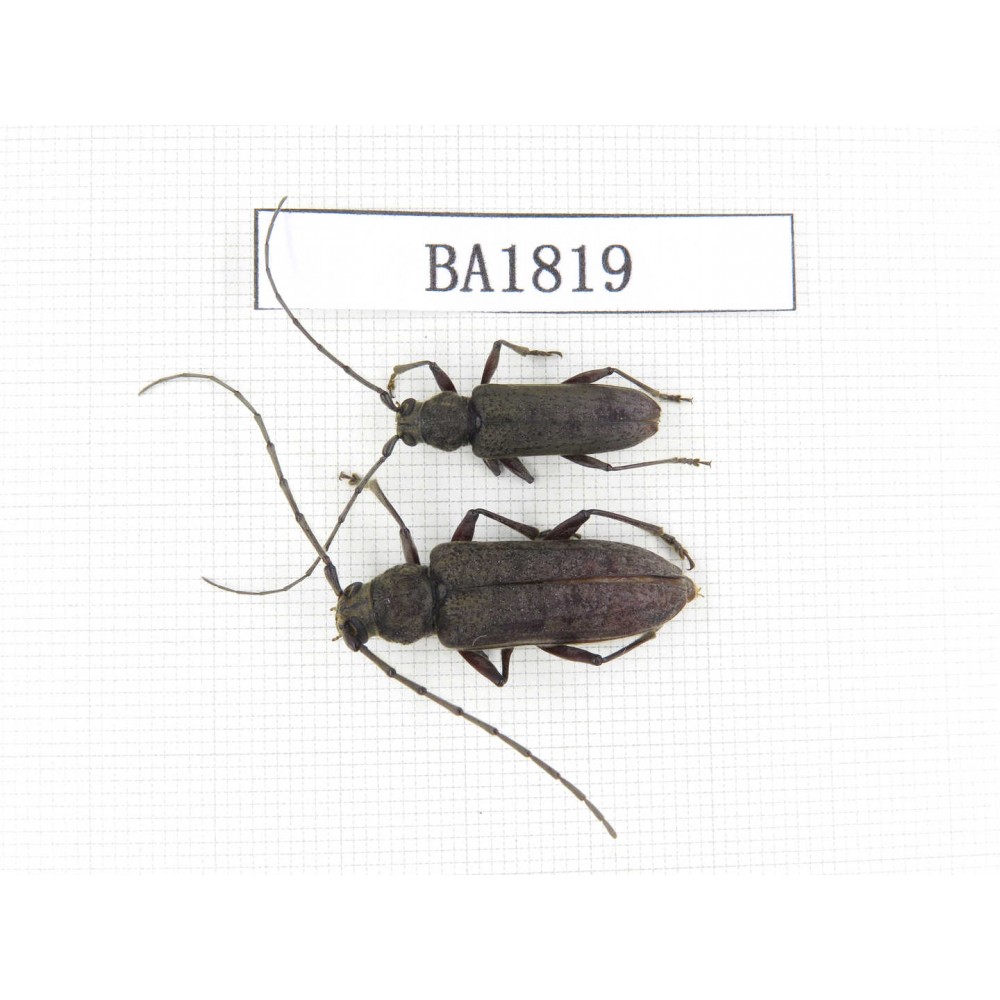 Cerambycidae sp. China, Yunnan, Yuxi, Xinping county. 2Pcs. BA1819.