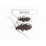 Cerambycidae sp. China, Yunnan, Yuxi, Xinping county. 2Pcs. BA1819.