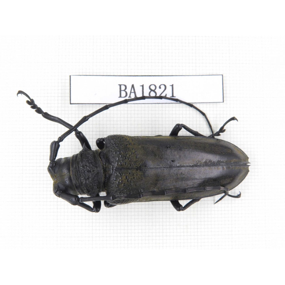 Cerambycidae sp. China, Yunnan, Yuxi, Xinping county. 1Pcs. BA1821.