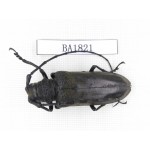 Cerambycidae sp. China, Yunnan, Yuxi, Xinping county. 1Pcs. BA1821.