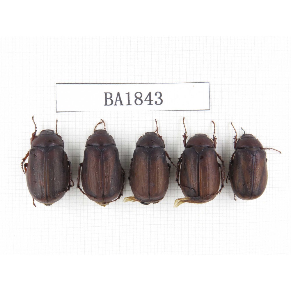 Melolonthidae sp. China, Yunnan, Nujiang, N of Mt.Biluoxueshan. 5Pcs. BA1843.