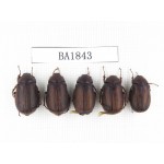 Melolonthidae sp. China, Yunnan, Nujiang, N of Mt.Biluoxueshan. 5Pcs. BA1843.
