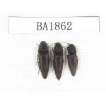 Elateridae sp. China, Yunnan, Nujiang, N of Mt.Biluoxueshan. 3Pcs. BA1862.