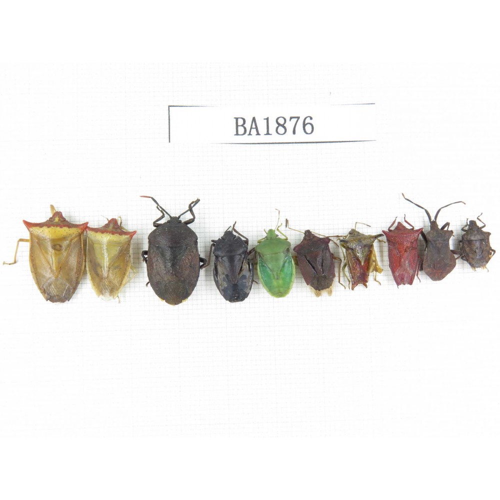 Hemiptera sp. China, Yunnan, Nujiang, N of Mt.Biluoxueshan. 10Pcs. BA1876.