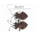 Hemiptera sp. China, Yunnan, Nujiang, N of Mt.Biluoxueshan. 2Pcs. BA1877.