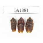 Homoptera sp. China, Yunnan, Nujiang, N of Mt.Biluoxueshan. 3Pcs. BA1881.