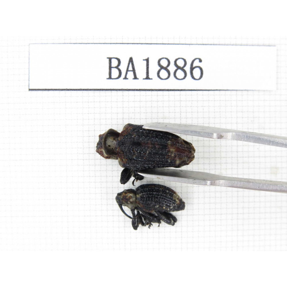 Curculionidae sp. China, Yunnan, Nujiang, N of Mt.Biluoxueshan. 2Pcs. BA1886.