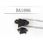 Curculionidae sp. China, Yunnan, Nujiang, N of Mt.Biluoxueshan. 2Pcs. BA1886.