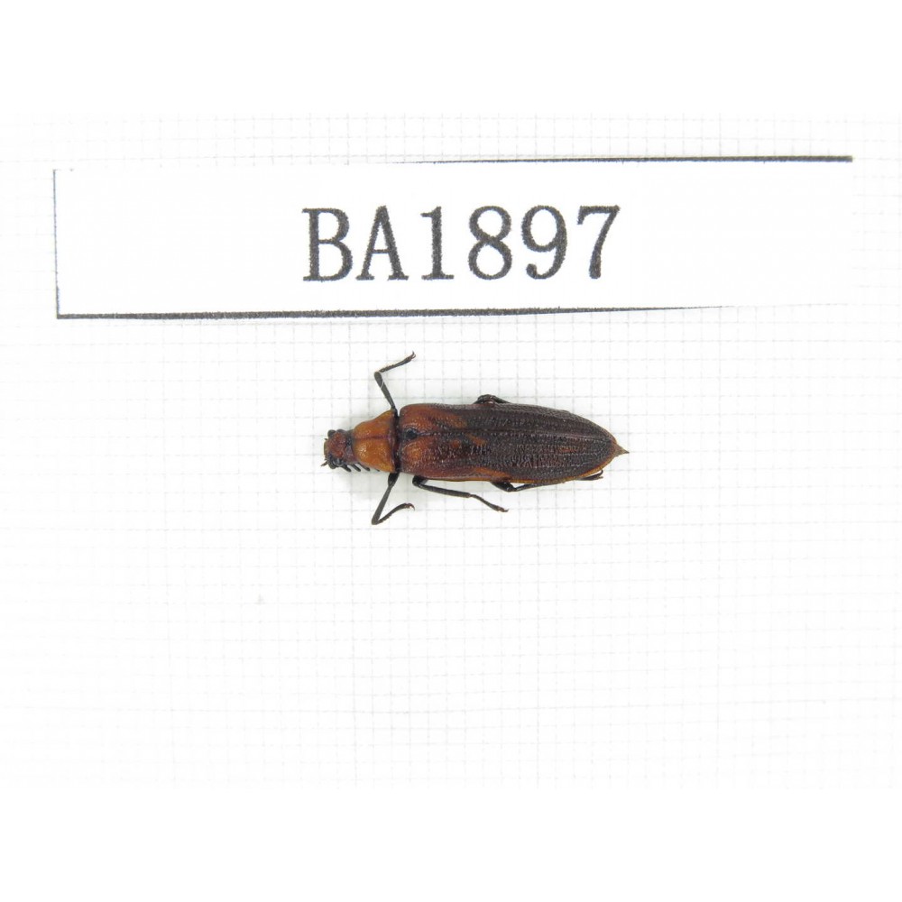 Coleoptera sp. China, Yunnan, Nujiang, N of Mt.Biluoxueshan. 1Pcs. BA1897.