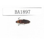 Coleoptera sp. China, Yunnan, Nujiang, N of Mt.Biluoxueshan. 1Pcs. BA1897.