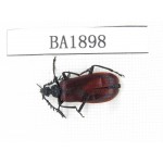 Coleoptera sp. China, Yunnan, Nujiang, N of Mt.Biluoxueshan. 1Pcs. BA1898.