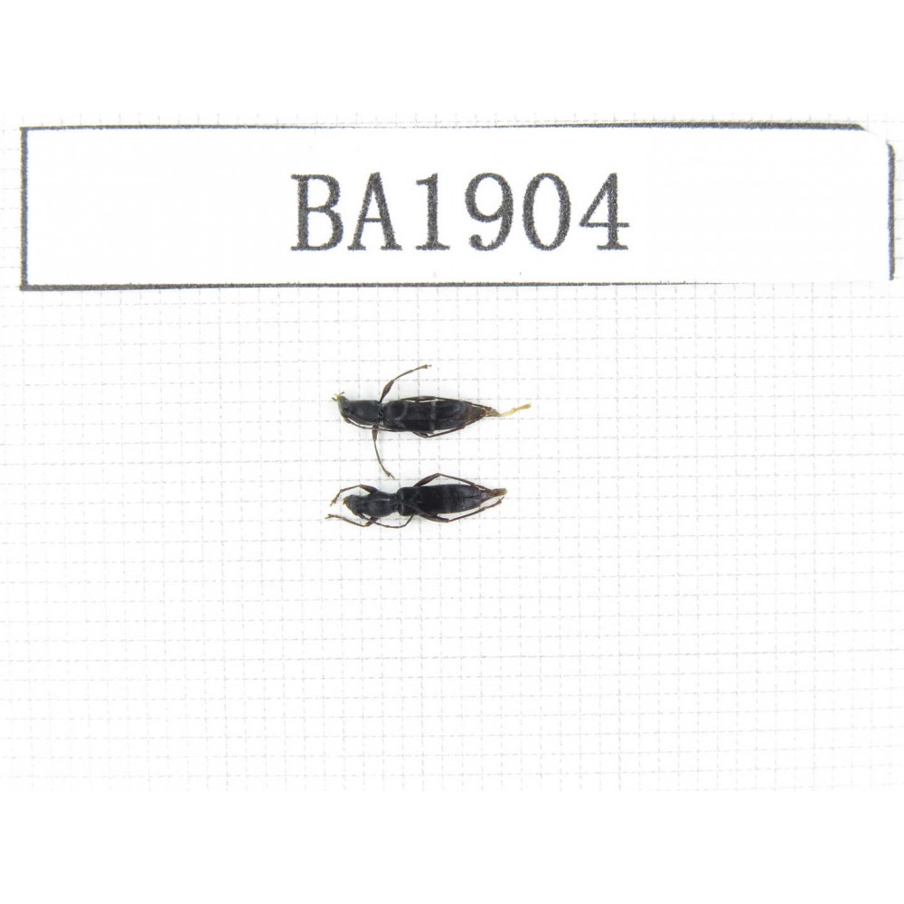 Cerambycidae sp. China, Yunnan, Nujiang, N of Mt.Biluoxueshan. 2Pcs. BA1904.