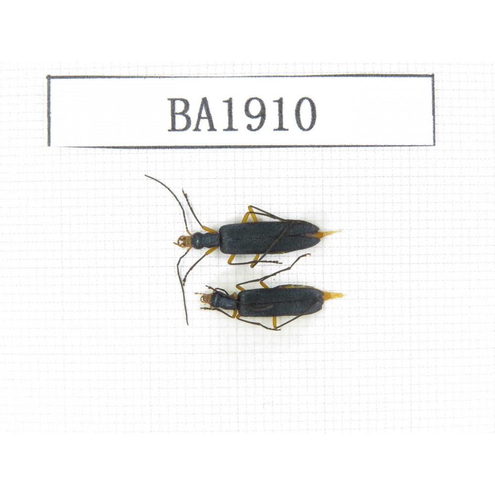 Cerambycidae sp. China, Yunnan, Nujiang, N of Mt.Biluoxueshan. 2Pcs. BA1910.