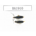 Cerambycidae sp. China, Yunnan, Nujiang, N of Mt.Biluoxueshan. 2Pcs. BA1910.