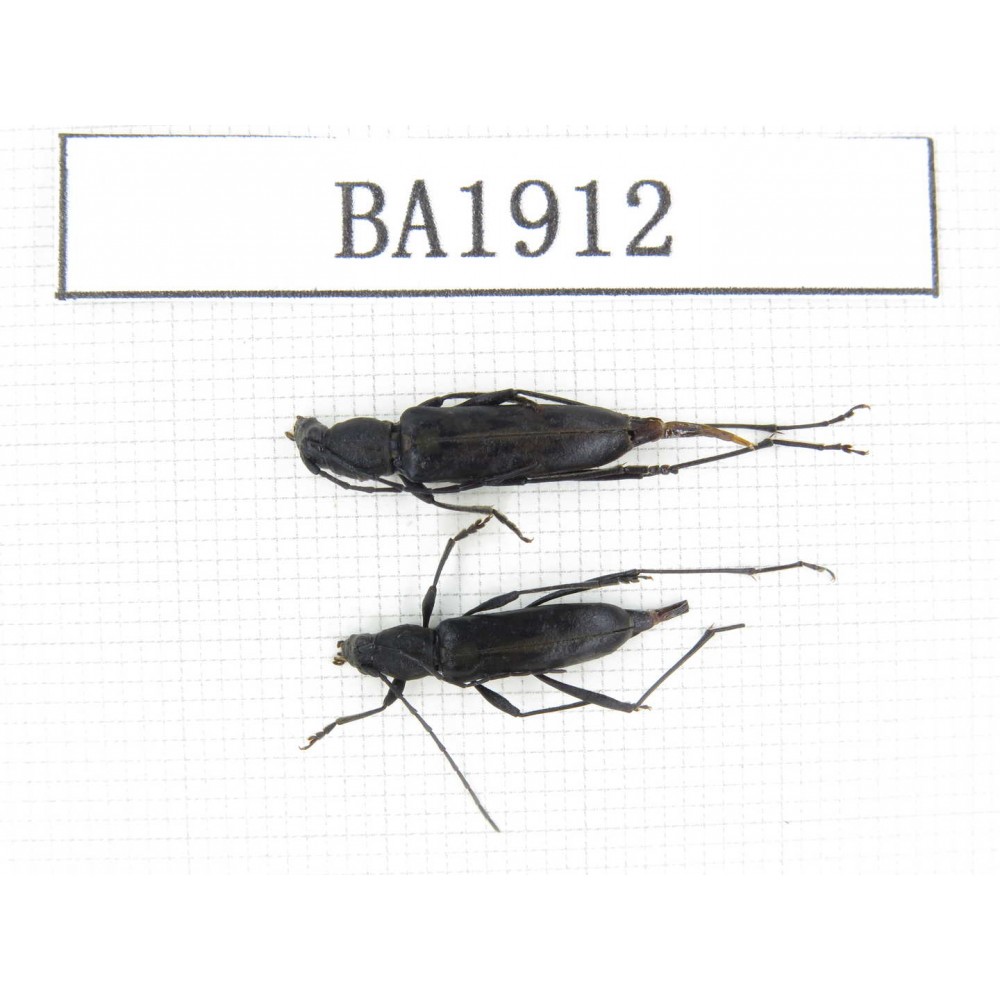Cerambycidae sp. China, Yunnan, Nujiang, N of Mt.Biluoxueshan. 2Pcs. BA1912.
