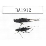 Cerambycidae sp. China, Yunnan, Nujiang, N of Mt.Biluoxueshan. 2Pcs. BA1912.