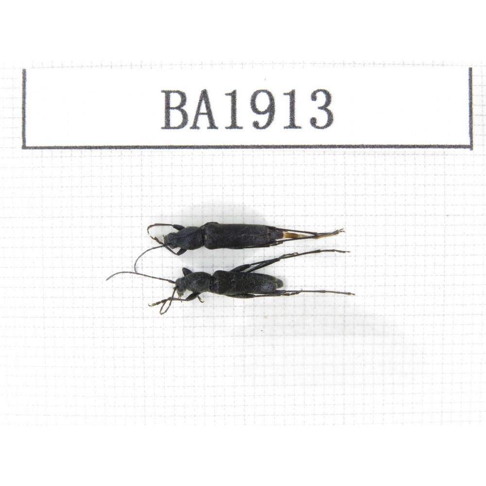 Cerambycidae sp. China, Yunnan, Nujiang, N of Mt.Biluoxueshan. 2Pcs. BA1913.