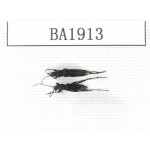 Cerambycidae sp. China, Yunnan, Nujiang, N of Mt.Biluoxueshan. 2Pcs. BA1913.