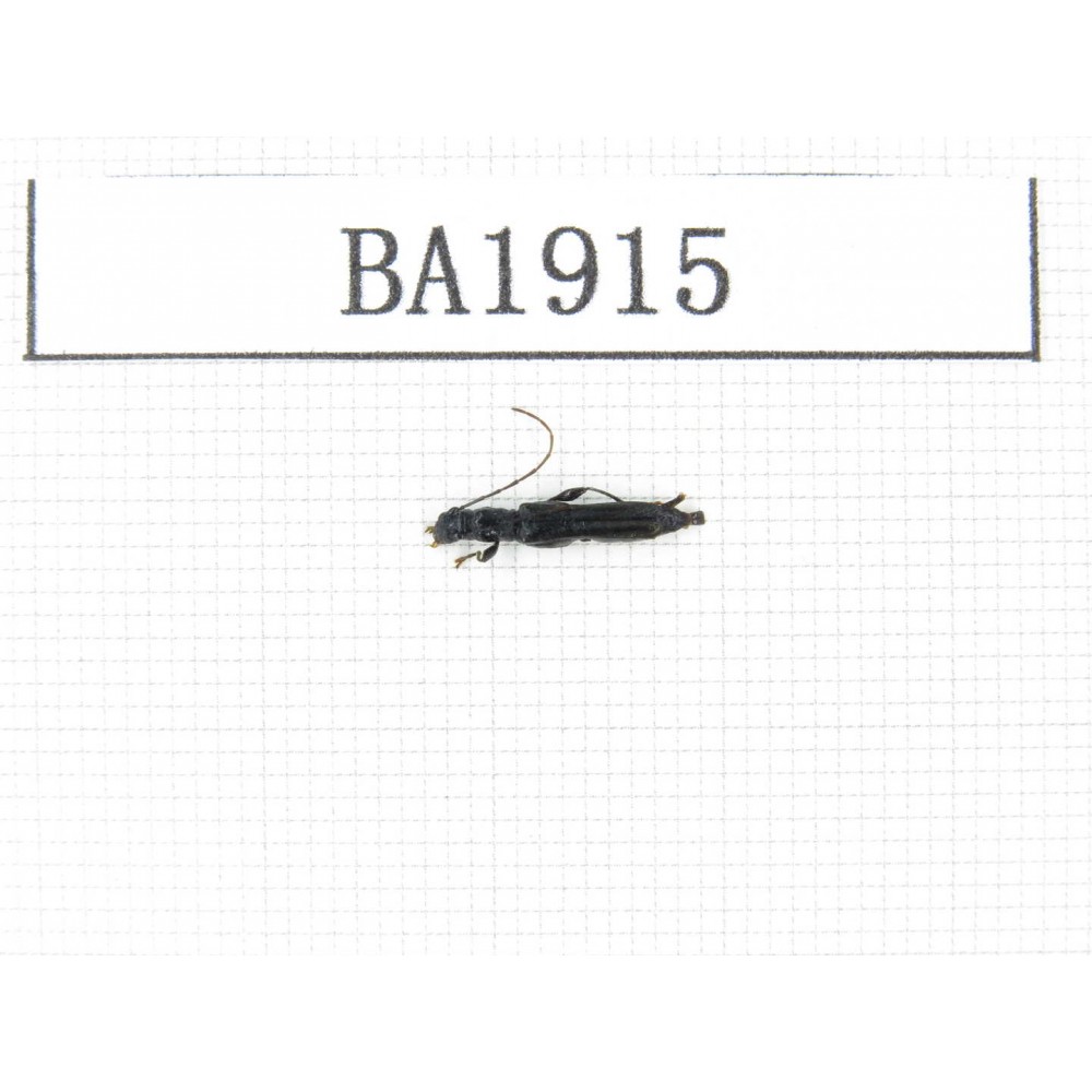 Cerambycidae sp. China, Yunnan, Nujiang, N of Mt.Biluoxueshan. 1Pcs. BA1915.