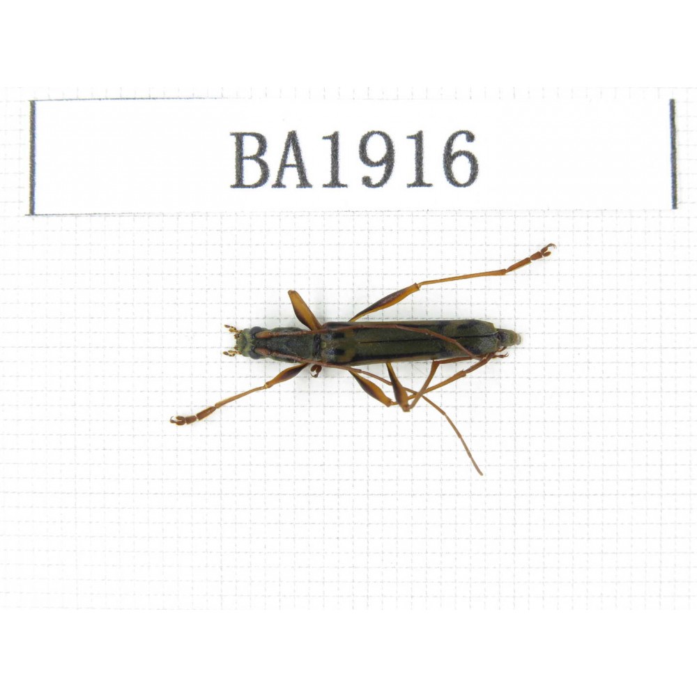 Cerambycidae sp. China, Yunnan, Nujiang, N of Mt.Biluoxueshan. 1Pcs. BA1916.