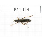 Cerambycidae sp. China, Yunnan, Nujiang, N of Mt.Biluoxueshan. 1Pcs. BA1916.