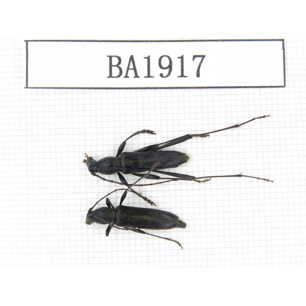 Cerambycidae sp. China, Yunnan, Nujiang, N of Mt.Biluoxueshan. 2Pcs. BA1917.