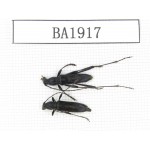 Cerambycidae sp. China, Yunnan, Nujiang, N of Mt.Biluoxueshan. 2Pcs. BA1917.