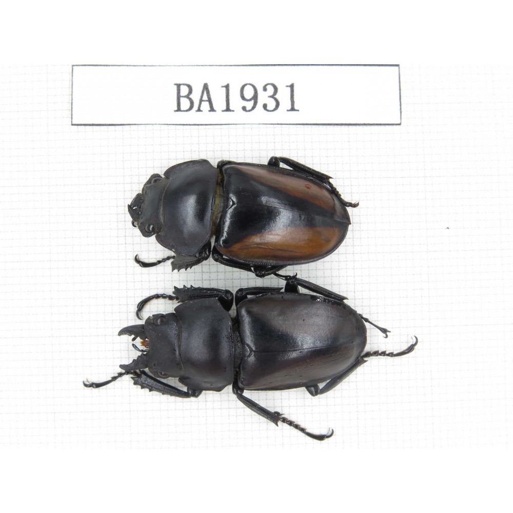 Neolucanus sp. China, Yunnan, Pingbian county, Mt.Daweishan. 1P. BA1931.