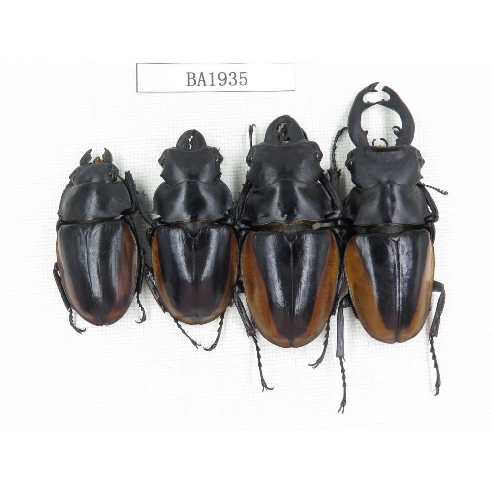 Odontolabis cuvera ssp. China, Yunnan, Pingbian county, Mt.Daweishan. 3M1F. BA1935.