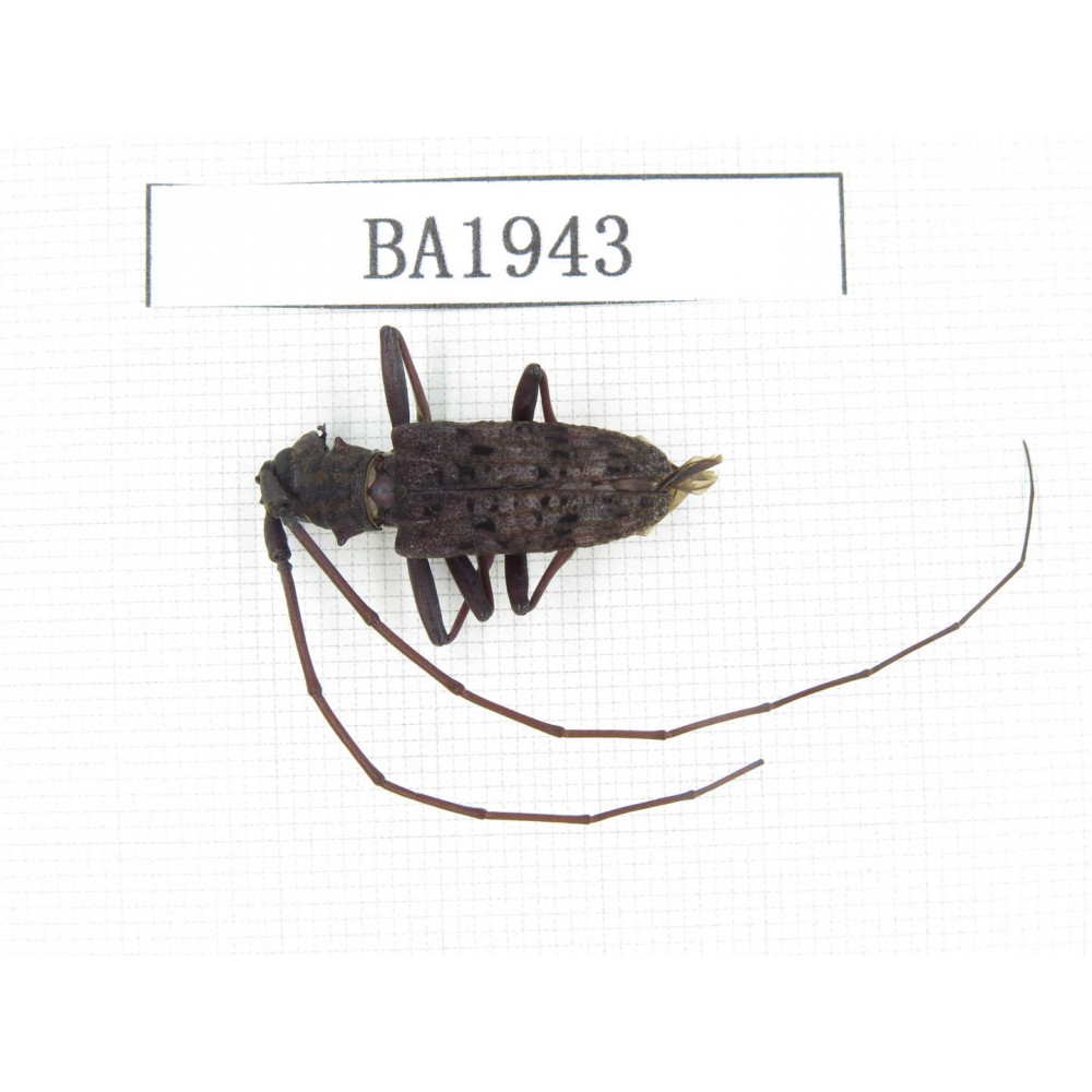 Cerambycidae sp. China, Yunnan, Honghe, Yuanyang county. 1Pcs. BA1943.
