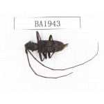 Cerambycidae sp. China, Yunnan, Honghe, Yuanyang county. 1Pcs. BA1943.