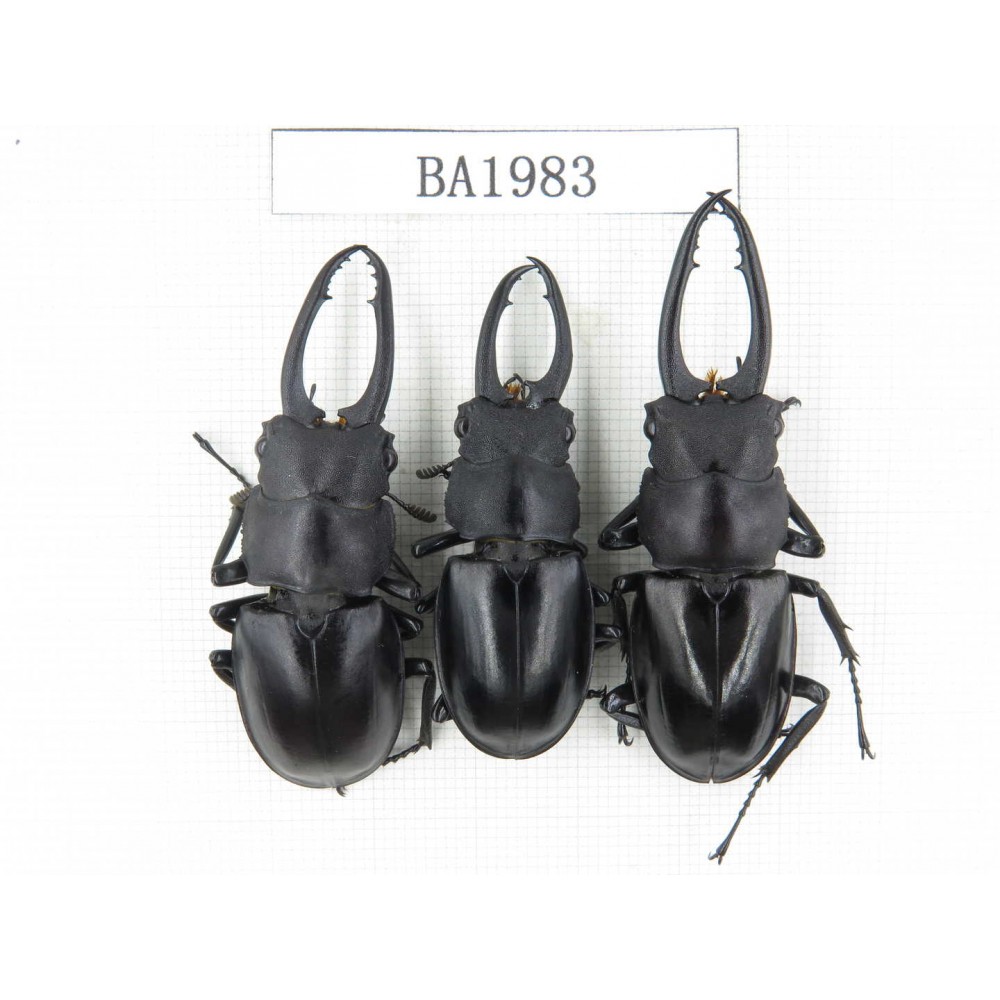 Prosopocoilus sp. China, Yunnan, Honghe, Jinping county. 3M. BA1983.