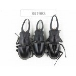 Prosopocoilus sp. China, Yunnan, Honghe, Jinping county. 3M. BA1983.