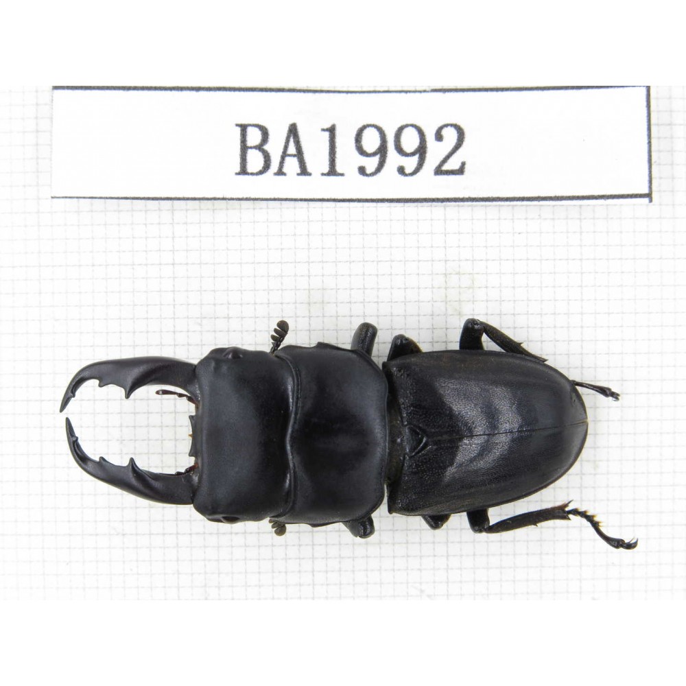 Dorcus sp. China, Yunnan, Honghe, Jinping county. 1M. BA1992.