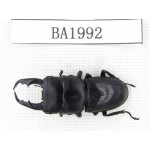 Dorcus sp. China, Yunnan, Honghe, Jinping county. 1M. BA1992.