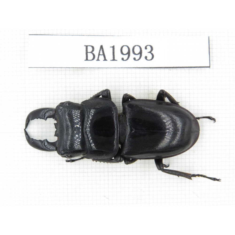 Dorcus sp. China, Yunnan, Honghe, Jinping county. 1M. BA1993.