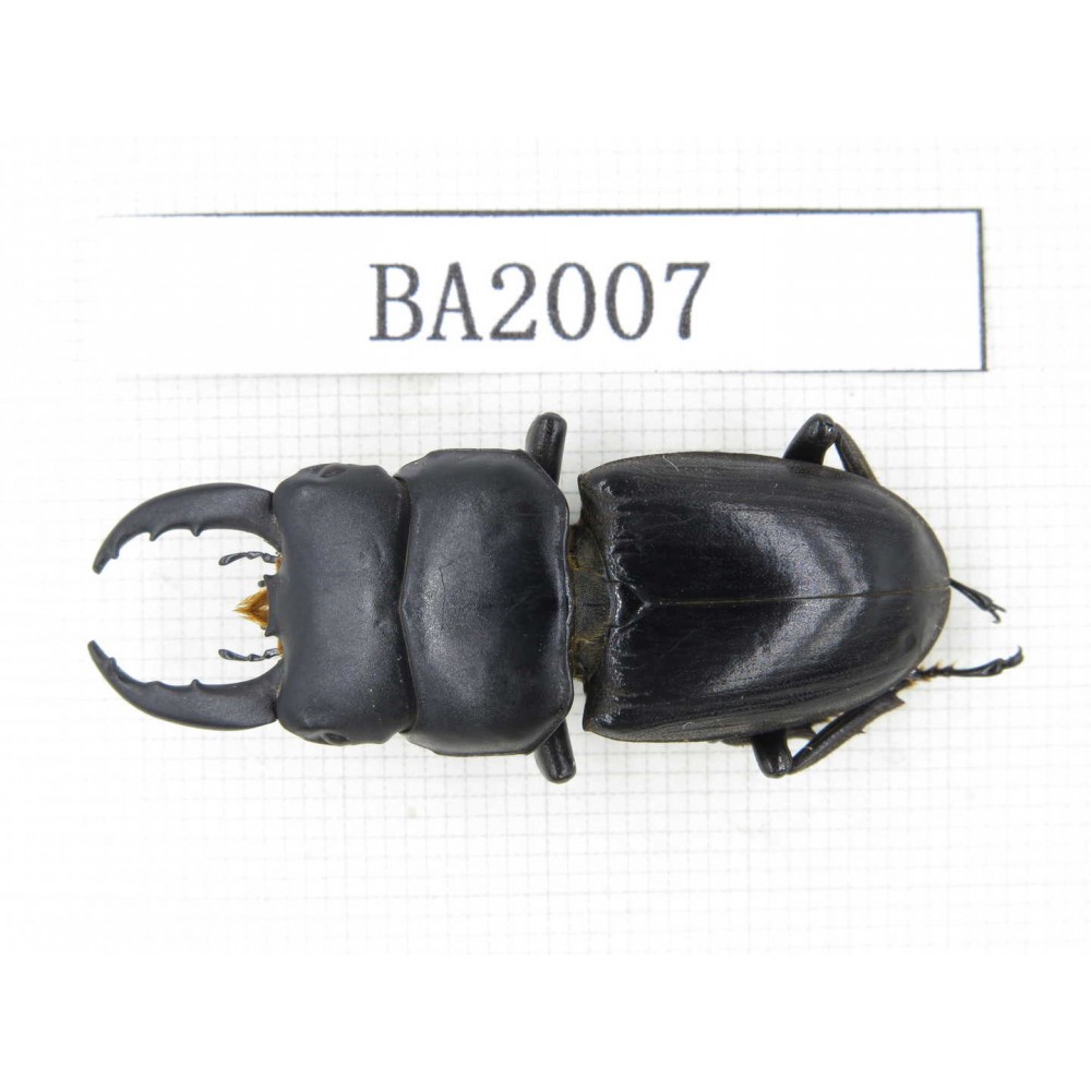Dorcus sp. China, Yunnan, Honghe, Jinping county. 1M. BA2007.