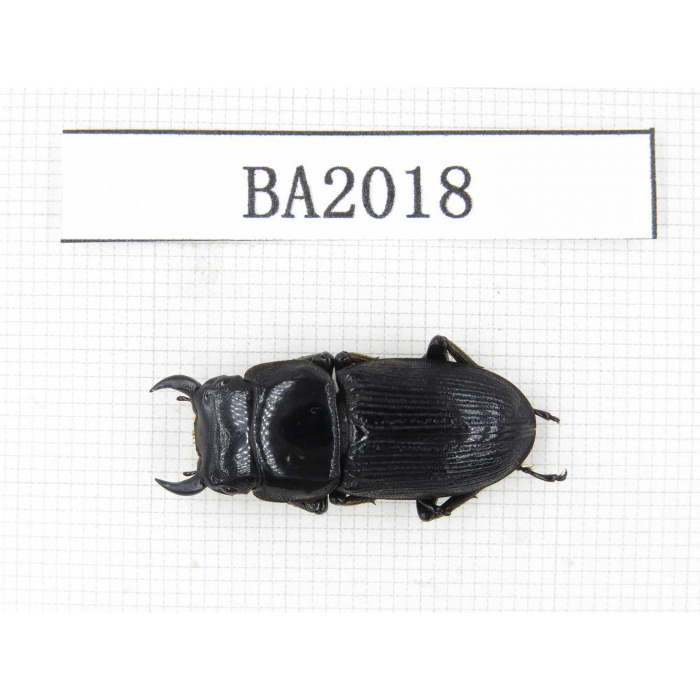 Dorcus sp. China, Yunnan, Honghe, Jinping county. 1M. BA2018.