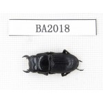 Dorcus sp. China, Yunnan, Honghe, Jinping county. 1M. BA2018.