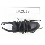 Dorcus sp. China, Yunnan, Honghe, Jinping county. 1M. BA2019.