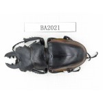 Odontolabis cuvera ssp. China, Yunnan, Honghe, Jinping county. 1M. BA2021.