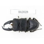 Dorcus sp. China, Yunnan, Honghe, Jinping county. 1M. BA2028.