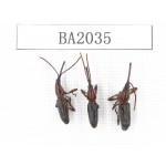 Curculionidae sp. Indonesia, Yapen Island. 3Pcs. BA2035.