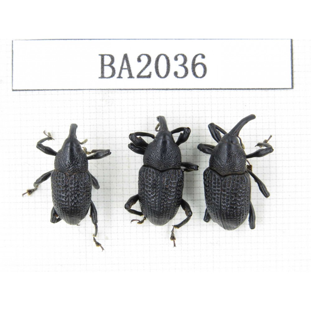 Curculionidae sp. Indonesia, Yapen Island. 3Pcs. BA2036.