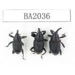Curculionidae sp. Indonesia, Yapen Island. 3Pcs. BA2036.