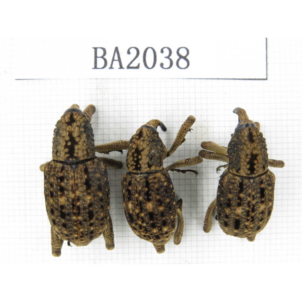 Curculionidae sp. Indonesia, Yapen Island. 3Pcs. BA2038.